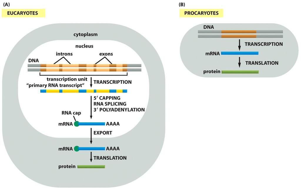 Razlike v transkripciji med pro- in evkarionti Figure 6-21 Molecular Biology of the Cell ( Garland Science