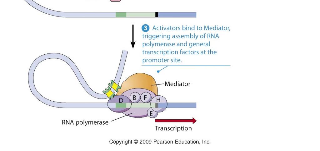 Primer: vezava aktivatorja na pospeševalno zaporedje Osnovni promotor (core promoter) omogoča bazalni nivo transkripcije