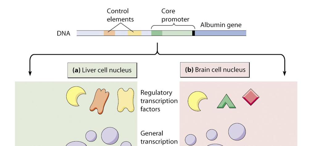 transkripcije Primer: regulacija izražanja albumina v različnih tkivih Različni transkripcijski faktorji v različnih tkivih
