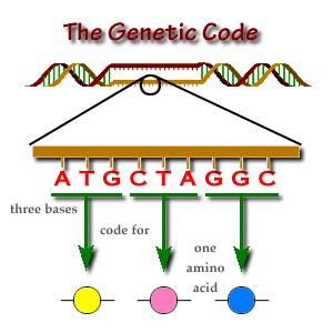 Ključ za dekodiranje informacije na mrna Značilnosti genetskega koda Enoznačen: 1 triplet (kodon) kodira eno a.k. Neprekrivajoč (vsak zaporedni kodon se porabi za eno a.