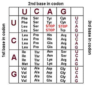 k.) Univerzalen: isti kod se uporablja pri vseh oragnizmih (izjeme so mitohondriji in nekatere alge) trna dekoderji Translacija (I)