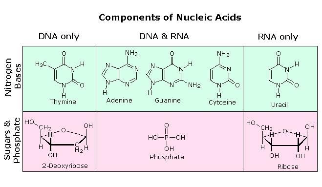 Nukleinske kisline Makromolekule, polimeri sestavljeni iz enostavnih ponavljajočih se enot - nukleotidov Molekule DNA skladiščijo genetske informacije, nahajajo se v jedru (kromosomi) ter v