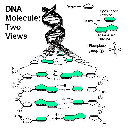 Tvorba dvojne vijačnice DNA šibke nekovalentne vezi Vodikove vezi