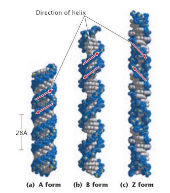 Antiparalelna Desnosučna DNA (večina) B oblika: 10 bp/ obrat A