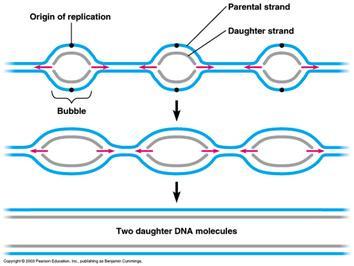 Podvojevanje DNA (II) Podvojevanje DNA (III) Mesto začetka podvojevanja (origin of replication; ORI) replikacijske vilice