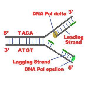 RNA primaza (DNA polimeraza alfa) veže začetni RNA oligonukleotid ( primer ) 3.