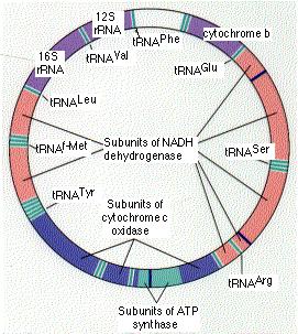 RNA Mitohondrijska DNA 16 500 bp kodira 13 funkcijskih proteinov, trna, rrna mtdna je cirkularna molekula, nima intronov dedovanje: po materi, mtdna iz sperme ne vstopijo v oovum (?