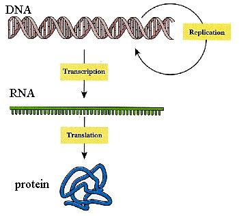 000 let mrna(messenger) informacijska RNA trna (transfer) prenašalna RNA rrna (ribosomal) ribosomska RNA mirna (micro RNA) - mikro RNA; (s)irna ((small) interfering RNA) - (mala) interferenčna RNA;