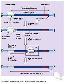 Transkripcija Tri stopnje: 1. ZAČETEK (iniciacija) 2. PODALJŠEVANJE (elongacija) 3. ZAKLJUČEK (terminacija) Katalizira: RNA polimeraza I., II., III.