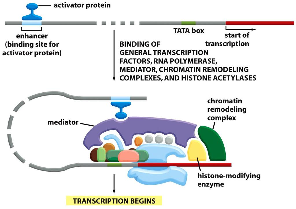 .. Nadzor transkripcije Transkripcijski faktorji/dejavniki = regulatorni proteini, ki se vežejo na specifična zaporedja DNA in nadzorujejo (sami ali v kompleksu z