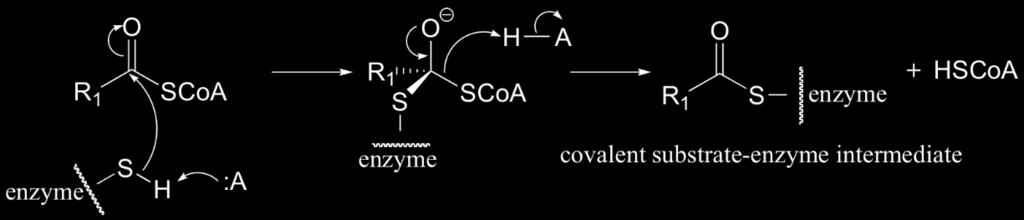 Intermediari covalenti Formarea unui