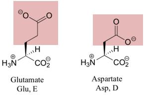 nefavorabile Transfer proton (baza) Catena laterala aminoacizi