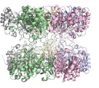 glutamin sintetaza Homodecamer 2 x pentamer