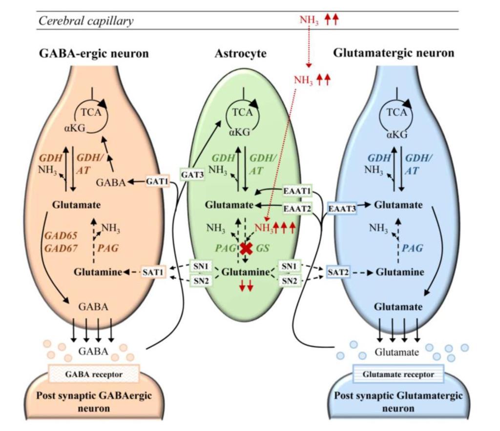 5.4. Stabilizarea stării de tranziție Cataliza nucleofila glutamin sintetaza deficiență Reprezentarea schematică a fiziopatologiei