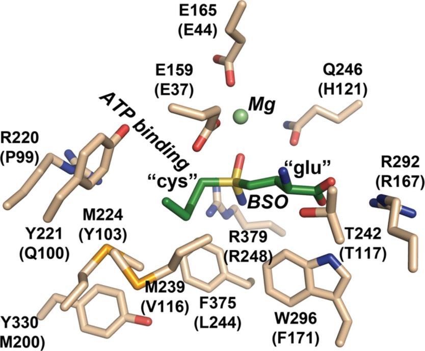 5.4. Stabilizarea stării de tranziție Cataliza nucleofila gruparea -OH tirozinica Glutamat-cistein ligaza (γ-glutamilcistein sintetaza, EC 6.3.2.2) William B.
