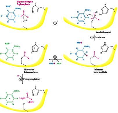 5.4. Stabilizarea stării de tranziție Cataliza nucleofila tiol proteaze (bromelaina) gliceraldehid 3-fosfat dehidrogenaza www.studyblue.