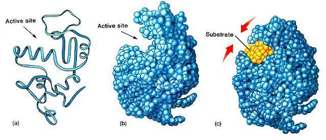 5. Cataliza biochimică 5.1. Interacțiunea enzimă-substrat iws.collin.