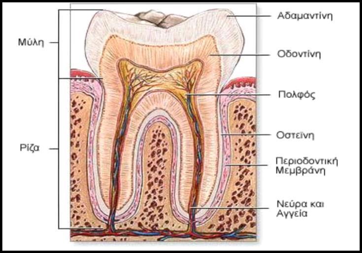 Σχήμα 1.