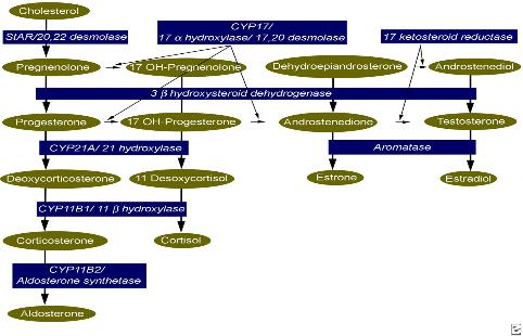 HIPOTONIA OSMOTICĂ EXTRACELULARĂ A. Hiponatremia absolută - prin pierderi renale de Na - 1. Deficitul primar de mineralocorticoizi III.