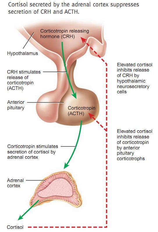 HIPOTONIA OSMOTICĂ EXTRACELULARĂ A. Hiponatremia absolută - prin pierderi renale de Na - 3. Deficitul terțiar de mineralocorticoizi 3.