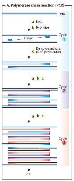 PCR Polymerase chain reaction PCR se izvodi ponavljanjem više ciklusa (20-30), a ciklus se sastoji od 3 faze: Prva faza: : razdvajanje dvostrukih lanaca DNA zagrevanjem reakcione smeše na 94º-96º 96º