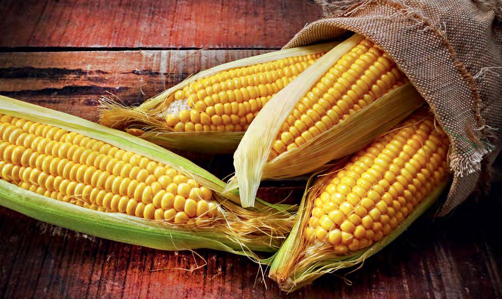 KUKURŪZA PĀRLIECINOŠĀKIE KUKURŪZAS HIBRĪDI NO LLU VECAUCES VEIKTĀ BALTIC AGRO HIBRĪDU SALĪDZINĀJUMA AGRĪNI HIBRĪDI AALBORG FAO 160 Izteikti agrīns kukurūzas hibrīds, kurš apvieno agrīnu kukurūzas
