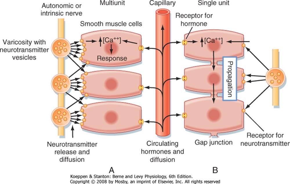 Τύποι Λείων Μυών με βάση τον τρόπο διέγερσής τους Πολυδύναμοι μυς: νευρογενής δραστηριότητα μικρή ή καθόλου μεταβίβαση ηλεκτρικής δραστηριότητας
