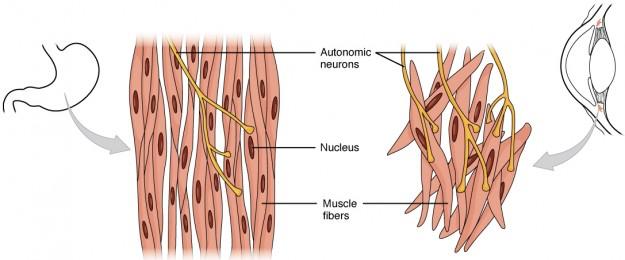 Πολυδύναμοι, λείοι μύες πολλαπλών μονάδων Φασικοί μύες Νευρογενής συσταλτική δραστηριότητα Π.χ.