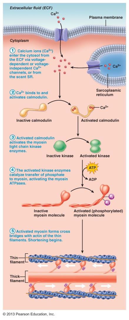 Ενεργοποίηση των Εγκάρσιων Γεφυρών στις ΛΜΙ ü Παρουσία Ca 2+ Σύμπλοκο Ca 2+ -Καλμοδουλίνη Κινάση ελαφράς αλύσου της μυοσίνης (MLCK)