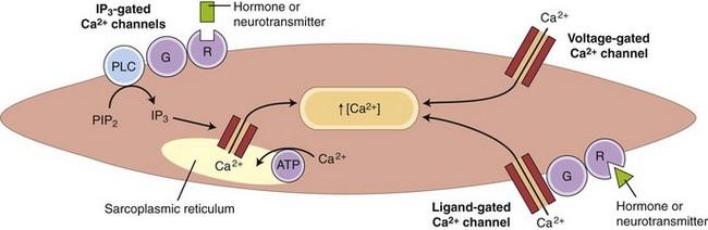 Πηγές κυτοσολικού ασβεστίου Σαρκοπλασματικό δίκτυο Υποδοχείς ΙΡ3 Εξωκυττάριο