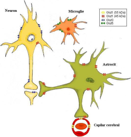 Transportori ai glucozei la nivel cerebral Transport facilitat al glucozei, mediat de transportori