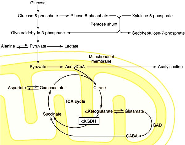 alţi precursori - sinteză şi metabolizare: în astrocite şi neuroni