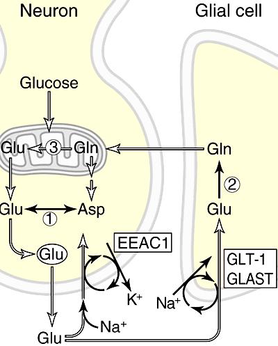 Metabolismul glutamatului Transportori ai glutamatului: EAAC1 transportor pentru AAE GLT-1 transportor al