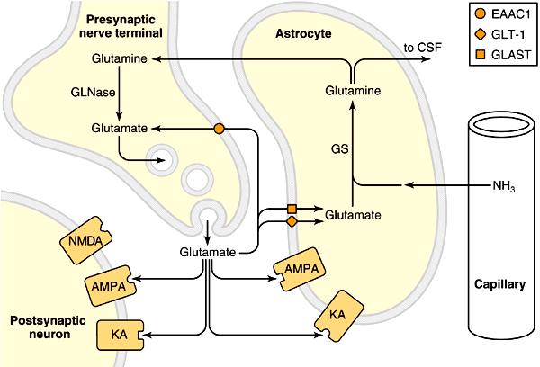 Neurotransmisia
