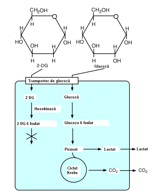 Contribuţia astrocitară la metabolismul cerebral al glucozei rata bazală de utilizare a glucozei (determinare PET, cu 2-DG radioacticvă) în astrocite: 10-20 nmol/mg/min în