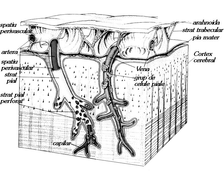 RAMURI PRINCIPALE CORTICALE ŞI