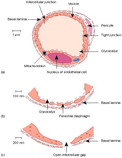 Particularităţi BHE 1. absenţa FENESTRAŢIILOR 2. COMPLEXE JONCŢIONALE: Joncţiuni strânse (zonula occludens) & Joncţiuni aderente 3. număr scăzut de VEZICULE DE PINOCITOZĂ 4.