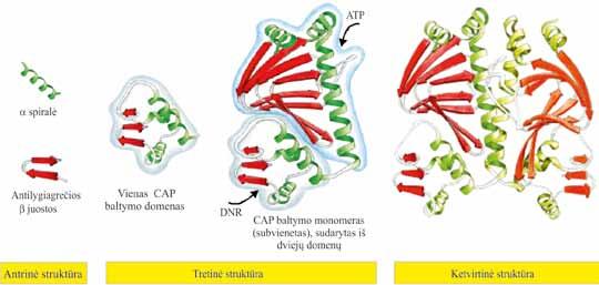 II. NUKLEORŪGŠČIŲ IR BALTYMŲ MOLEKULINĖ STRUKTŪRA šaperonų. Taip yra ne todėl, kad baltymų aminorūgščių sekoje trūktų informacijos apie jų erdvinę struktūrą.