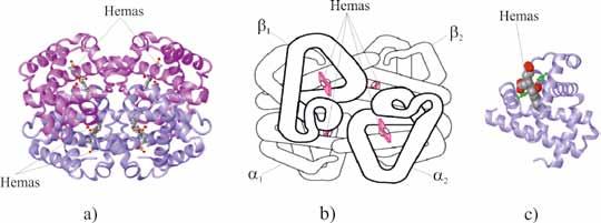 MOLEKULINĖ BIOLOGIJA priklausomai nuo juos sudarančių subvienetų skaičiaus, yra homodimerai (du subvienetai), homotrimerai (trys subvienetai), homotetramerai (keturi subvienetai) ir t. t. Pvz., E.