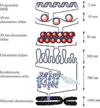 MOLEKULINĖ BIOLOGIJA 3.1. Nukleosoma chromatino struktūrinis ir reguliacinis vienetas 1974 m. Rodžeris Kornbergas (Rodger D. Kornberg) pasiūlė chromatino struktūros modelį.