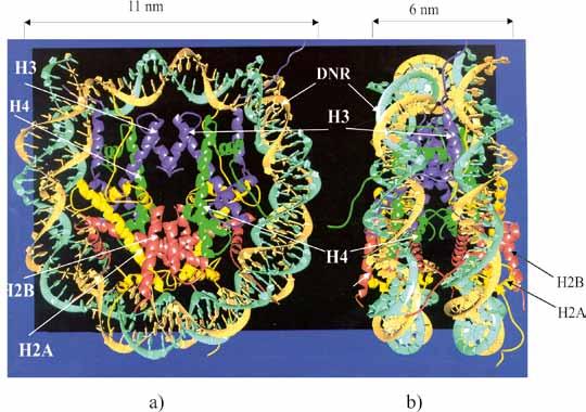 MOLEKULINĖ BIOLOGIJA 3.4 pav. Šerdinės nukleosominės dalelės struktūra, nustatyta 2,8 Å skyros rentgenostruktūrine analize. Vaizdas iš viršaus (a); vaizdas iš priekio (b).
