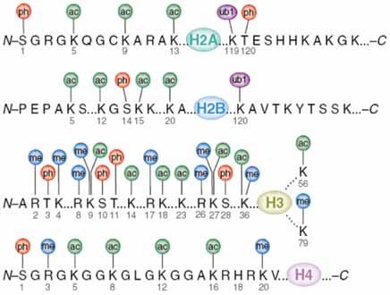 MOLEKULINĖ BIOLOGIJA Histonų acetilinimas gali vykti ne tik ties pavienių genų promotorių sritimis, bet ir didelėse chromatino srityse.