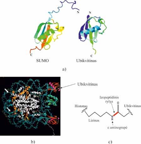 MOLEKULINĖ BIOLOGIJA 3.11 pav. Ubikvitino ir SUMO baltymai bei jų jungimas prie histonų. Ubikvitino ir SUMO baltymų erdvinės struktūros (a) (Cell Molecular Life Sciences, v. 69, p.