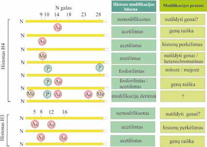 MOLEKULINĖ BIOLOGIJA 3.1.5.