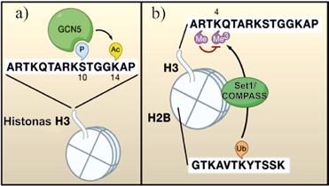 MOLEKULINĖ BIOLOGIJA 3.15 pav. Histonų modifikacijų tarpusavio ryšių pavyzdžiai.