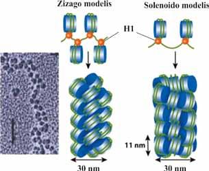 III. CHROMATINO MOLEKULINĖ STRUKTŪRA 3.16 pav. 30 nm chromatino siūlo solenoido ir zigzago modeliai. Kairėje 30 nm chromatino struktūros in vitro elektroninės mikroskopijos nuotrauka (L. A. Allison.