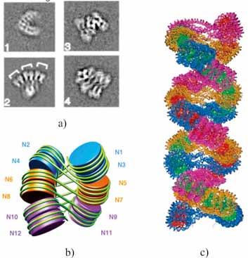 MOLEKULINĖ BIOLOGIJA 3.17 pav. Chromatino 30 nm siūlo struktūra.