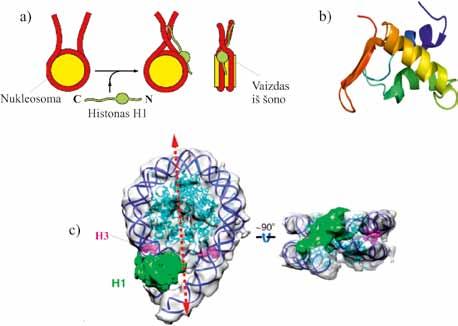 III. CHROMATINO MOLEKULINĖ STRUKTŪRA 3.18 pav. Jungties histono struktūra ir vieta nukleosomoje.