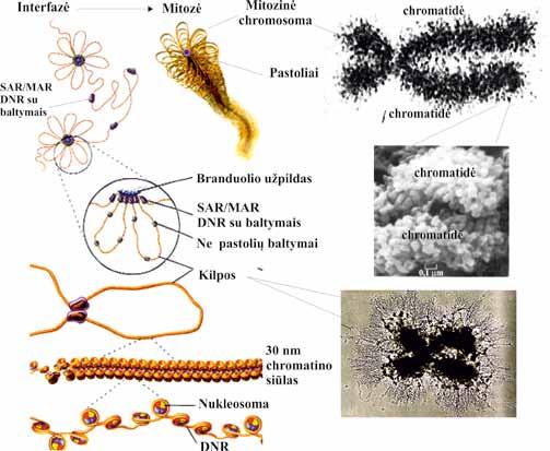 MOLEKULINĖ BIOLOGIJA 3.18 pav. Chromatino struktūra per interfazę ir mitozę. Struktūros modelis (kairėje); mitozinės chromosomos vaizdai, gauti įvariais vizualizavimo metodais (dešinėje) (T. D.