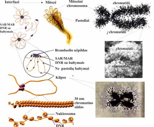 MOLEKULINĖ BIOLOGIJA 3.18 pav. Chromatino struktūra per interfazę ir mitozę. Struktūros modelis (kairėje); mitozinės chromosomos vaizdai, gauti įvariais vizualizavimo metodais (dešinėje) (T. D.